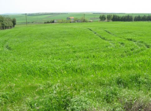 Silivride Satylyk L�x �iftlik